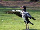 Spur-Winged Goose (WWT Slimbridge March 2011) - pic by Nigel Key